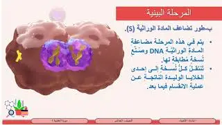 الصف العاشر   الأحياء   دورة الخلية 1  المرحلة البينية
