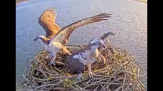 This could be awkward! Rutland Ospreys. 19 March 2023