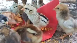Cute Chicken Animals Eating Food With Mommy