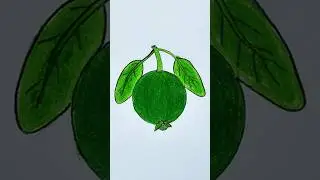 How to Draw a Guava for Kids | Guava Drawing Easy for Kids | #shorts #drawing #art