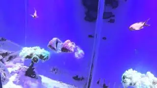 Turbo snail shooting its load