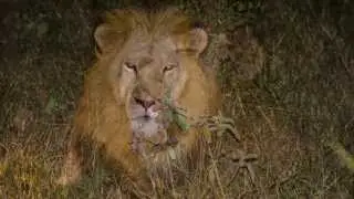 Kapama Game Reserve