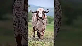 FUNNY COW DANCE 🤣🐮 #goru