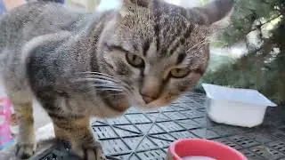 🔥 Нашёлся Никита _ Главный Герой CatShareTV! / 🔥 Nikita Is Found _ The Main Hero of CatShareTV!