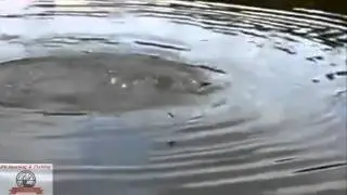 вываживание карпа