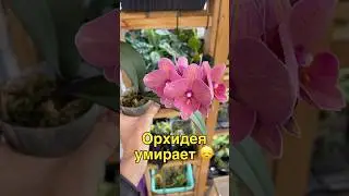 #данапротасова #orchideen #orchid #орхидиум #орхидея #phalaenopsis