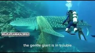 Brave divers save distressed whale shark 🦈
