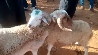 سوق الاحد واد جديدة سبع يون تاريخ 31/8/2025
