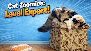 This Cat Went Crazy Over… a Cotton Swab Package 😹