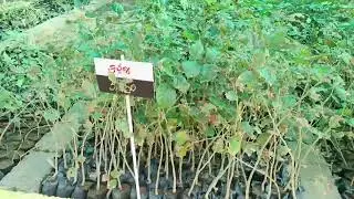 YouTube viral video#nursury🌳🌲🎄seed bank☘️🌿🌱