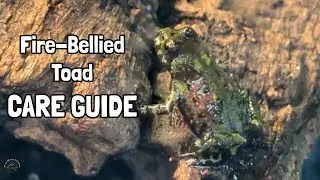 How to Take Care of a Fire-Bellied Toad! - A TDI Care Guide