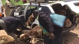 Batwa geiten uitleen 2 0