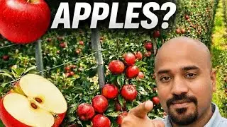 High Density Apple Farming in Tropical India | The Future of Apples