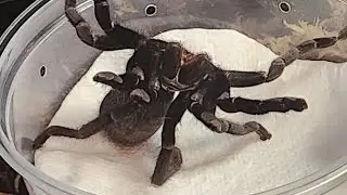 Ornithoctonus sp uthai thani rehouse! Asian fossorial tarantula / Scared, not angry.