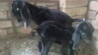 Black Goat Babies 🐐🖤 | Mashallah Beautiful Black Kids | Farm Life