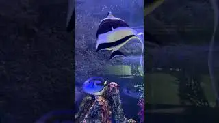 Buscando a Nemo versi&oacute;n Zoo de Guadalajara #nemo #zoo #gdl #jalisco #viajes