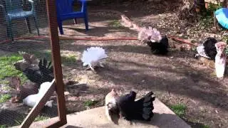indian fantail pigeons