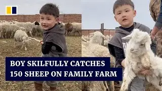 Chinese boy skilfully catches 150 sheep on family farm