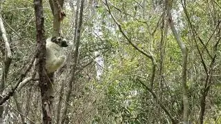Verreaux Sifaka Jumping in the Trees, Madagascar