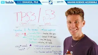Обзор гена TP53/белка p53