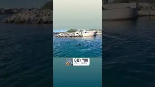 Max the dolphin swimmer  38