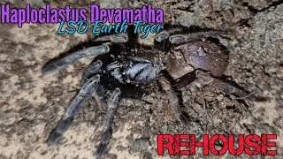 LSD Earth Tiger ( haploclastus devamatha )