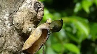 Orange-bellied Flowerpecker, Dicaeum trigonostigma flaviclunis, Jatimulyo, Java Indonesia 4 Aug 2024