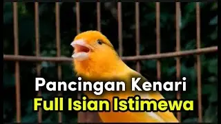 LIVE Kenari Gacor Full Isian | Cocok untuk Terapi & Masteran