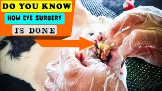 See how the vet drains all the pus from the calf's eye