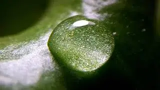 Water droplet evaporation time-lapse