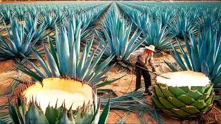 Inside the Largest High-Tech Agave Fiber Factory | You've Never Seen Before (Full Process)