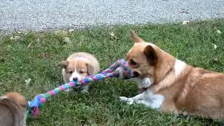 Corgi mom plays with puppies