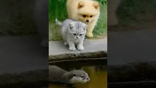 Kitten and Puppy Visit the River to Meet Their Otter Friend beginning of an friendship.#shorts  💖