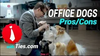 Dogs in the Office - Pros, Cons and Tips for Behavior Training