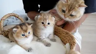 When the kittens and the daddy cat Cha Cha met, there was a lot of tension