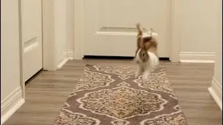Flying Bunny Binky  +slow motion