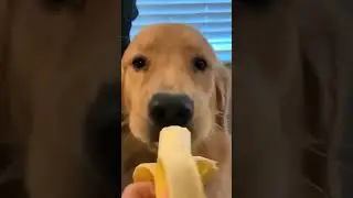 Dog eating banana
