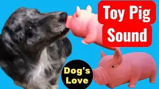 Sounds Dogs Love , DOG TOY  toy pig sound