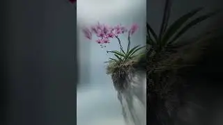 Nature&rsquo;s Magic: Tranquil Forest Journey 🌳🌟 | Pixel Dream AI #shorts #short #viralvideo #shortvideo