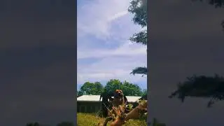 best dog workout