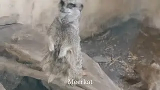 Calgary Zoo Visit!