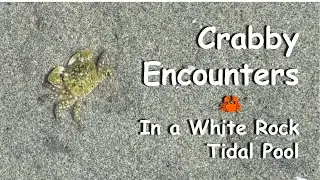 Crabby Encounters 🦀 in a White Rock Tidal Pool