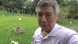 Meu Gramadinho de Grama Amendoim - 31/10/2025