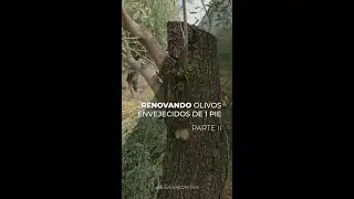 RENOVANDO OLIVOS ENVEJECIDOS DE 1 PIE - PARTE II