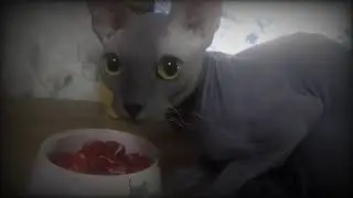 Приятный аппетит кота Ферхата/Ferhat the cat's bon app&eacute;tit😹👍❤️✌️