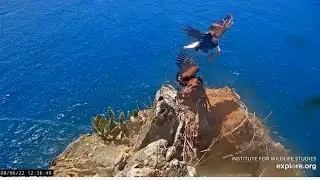 Two Harbors Eagles ~ Chase Tempts Lancer With A Fish! 🐠 Does A Mid Air Hover & Drop! 😊 8.6.22