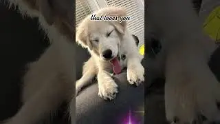 A dog&rsquo;s love is so selfless❤️ #dogs #puppy #puppylove #selflesslove