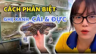 MẸO PHÂN BIỆT GHẸ XANH CÁI & ĐỰC ĐÚNG CÁCH