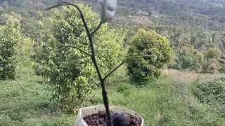 Let's Have Nutmeg Gardening
