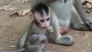 A Sad Baby Monkey&rsquo;s Life in the Jungle with Its Mother